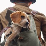 Pet Insurance : how does Pet Insurance work in Portugal ? 21